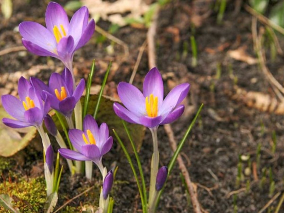 Crocus tommasinianus Whitewell Purple