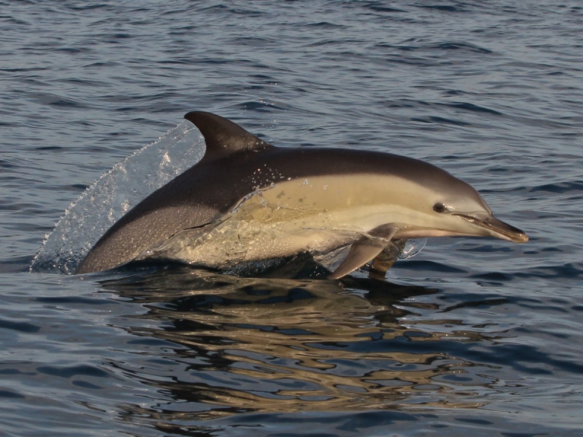 Дельфин белобочка млекопитающее